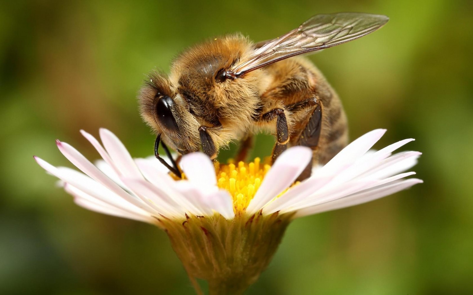 Компания Häagen-Dazs хочет спасти пчел с помощью VR