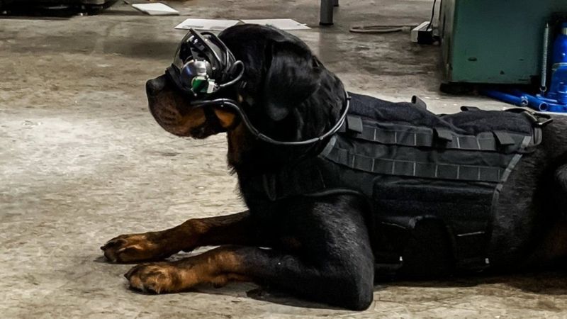 Армия США испытывает очки с дополненной реальностью для собак
