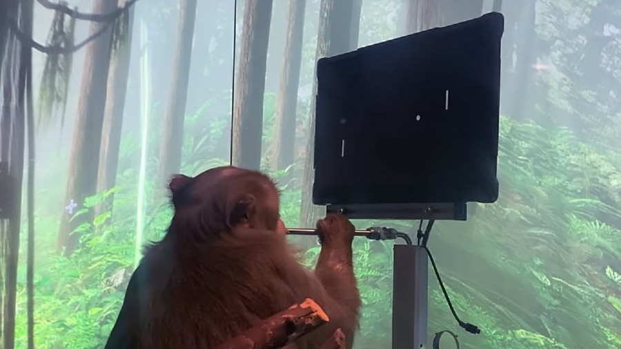 Neuralink показывает, что обезьяна играет в пинг-понг, используя только свой мозг