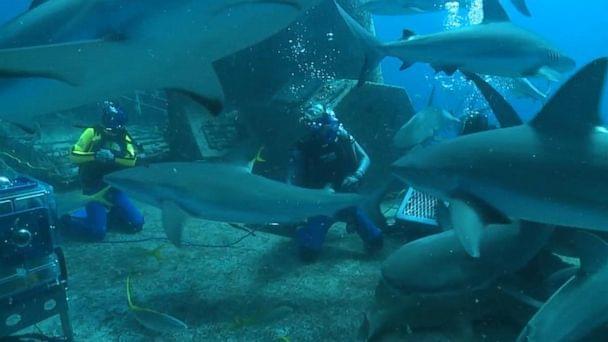 Изучаем рифовых акул вместе с VR