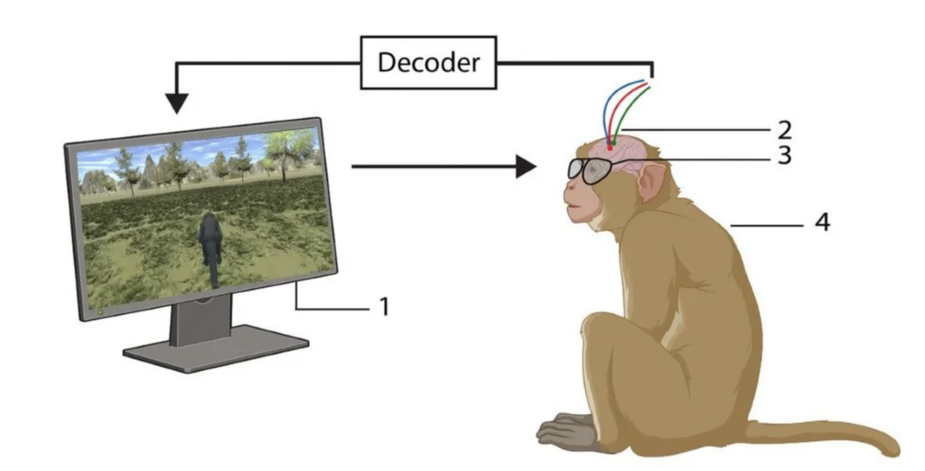 Учёные из Бельгии обучили обезьян управлять виртуальной реальностью через интерфейс «мозг—компьютер»